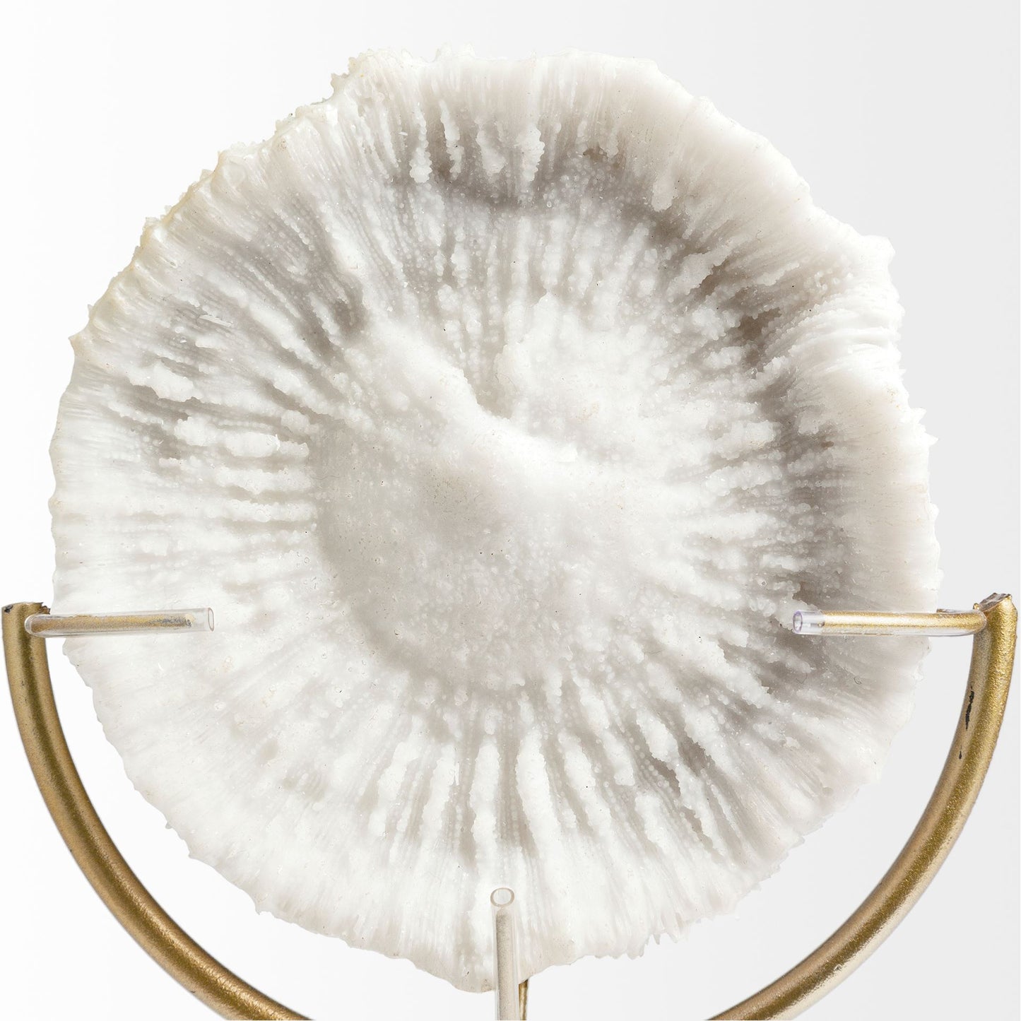 Sandy III (Large) 8L x 4W White Coastal Sand Dollar Object