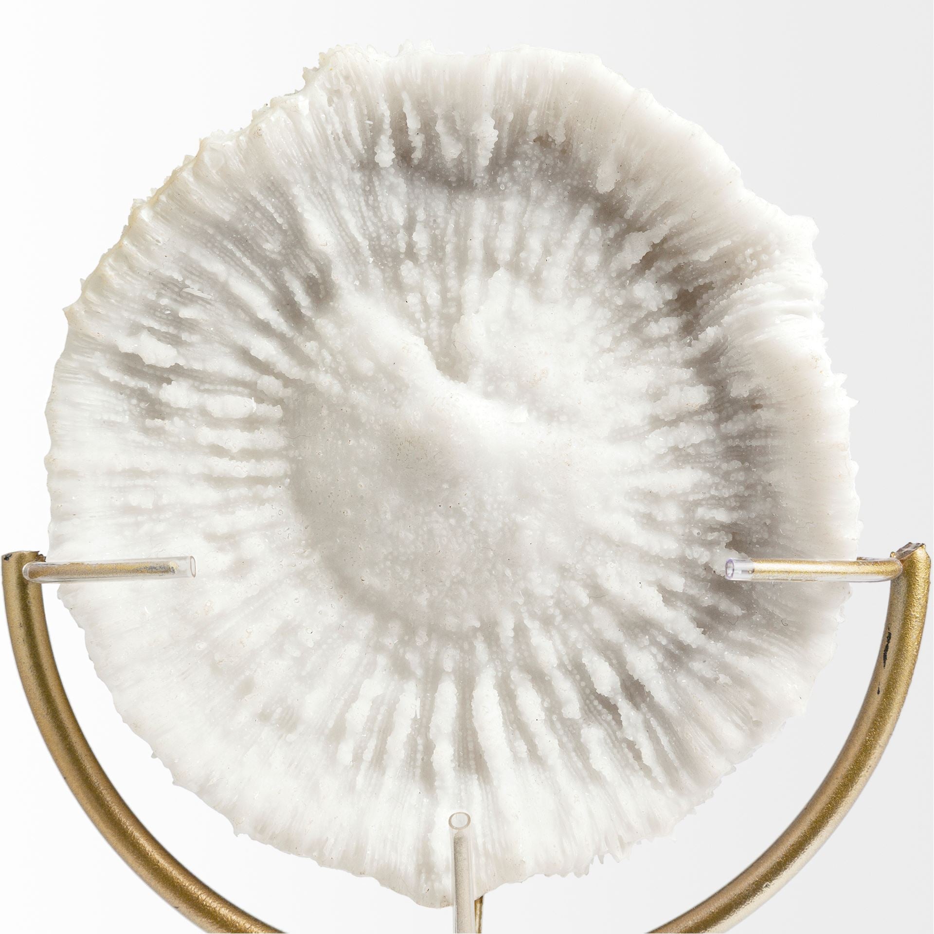 Sandy III (Large) 8L x 4W White Coastal Sand Dollar Object