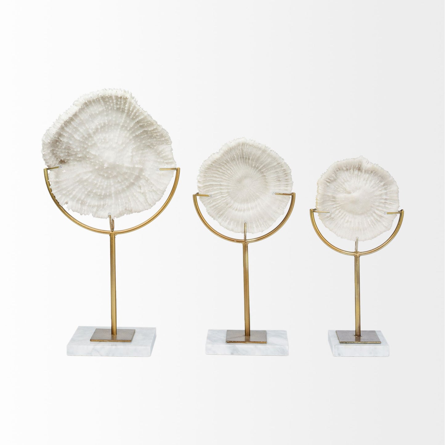 Sandy II (Medium) 6L x 3W White Coastal Sand Dollar Object