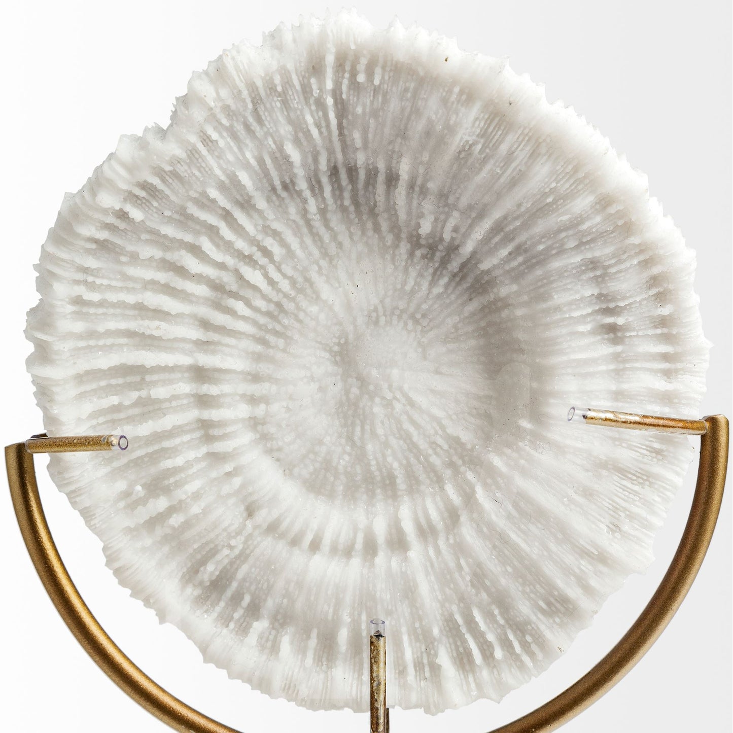 Sandy II (Medium) 6L x 3W White Coastal Sand Dollar Object