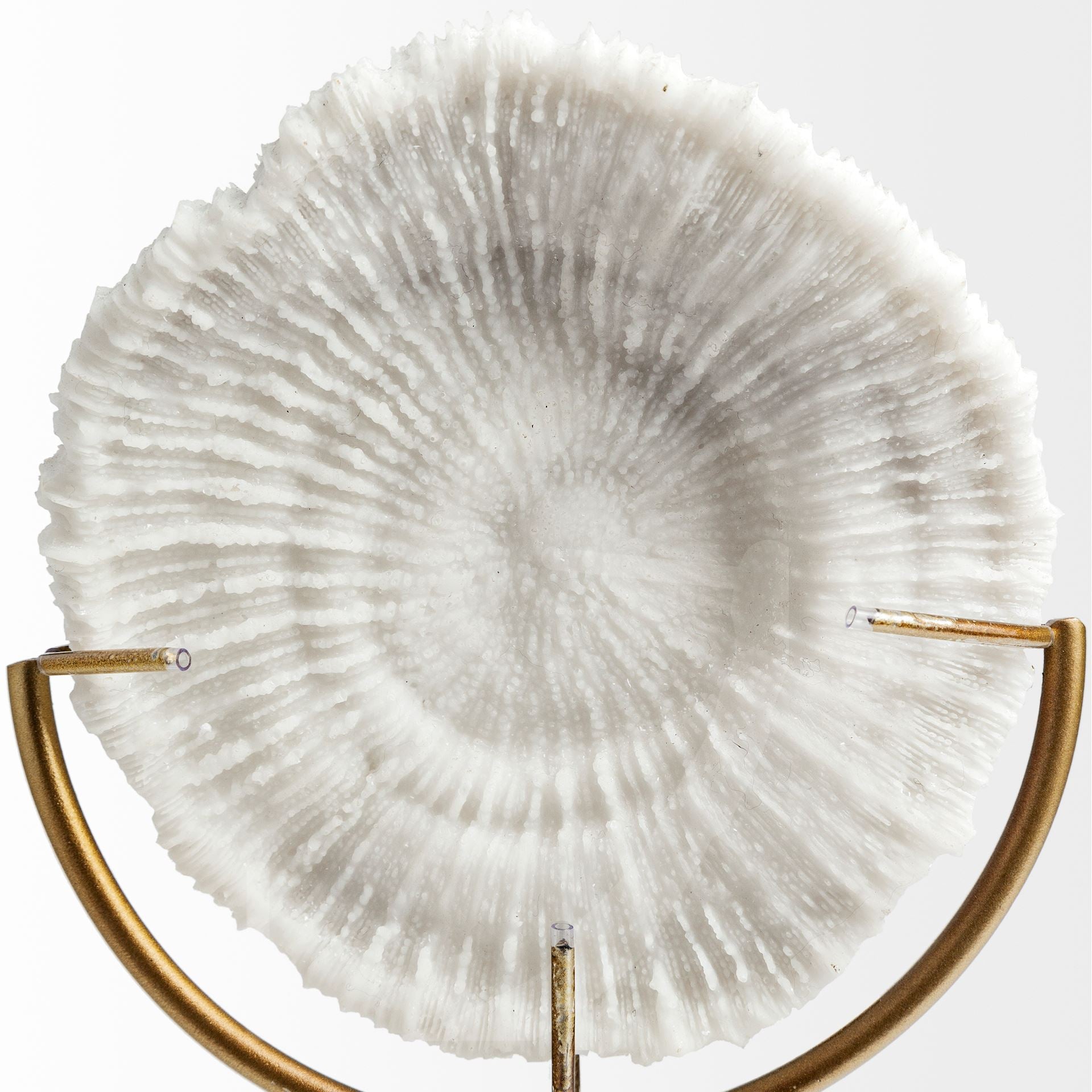 Sandy II (Medium) 6L x 3W White Coastal Sand Dollar Object