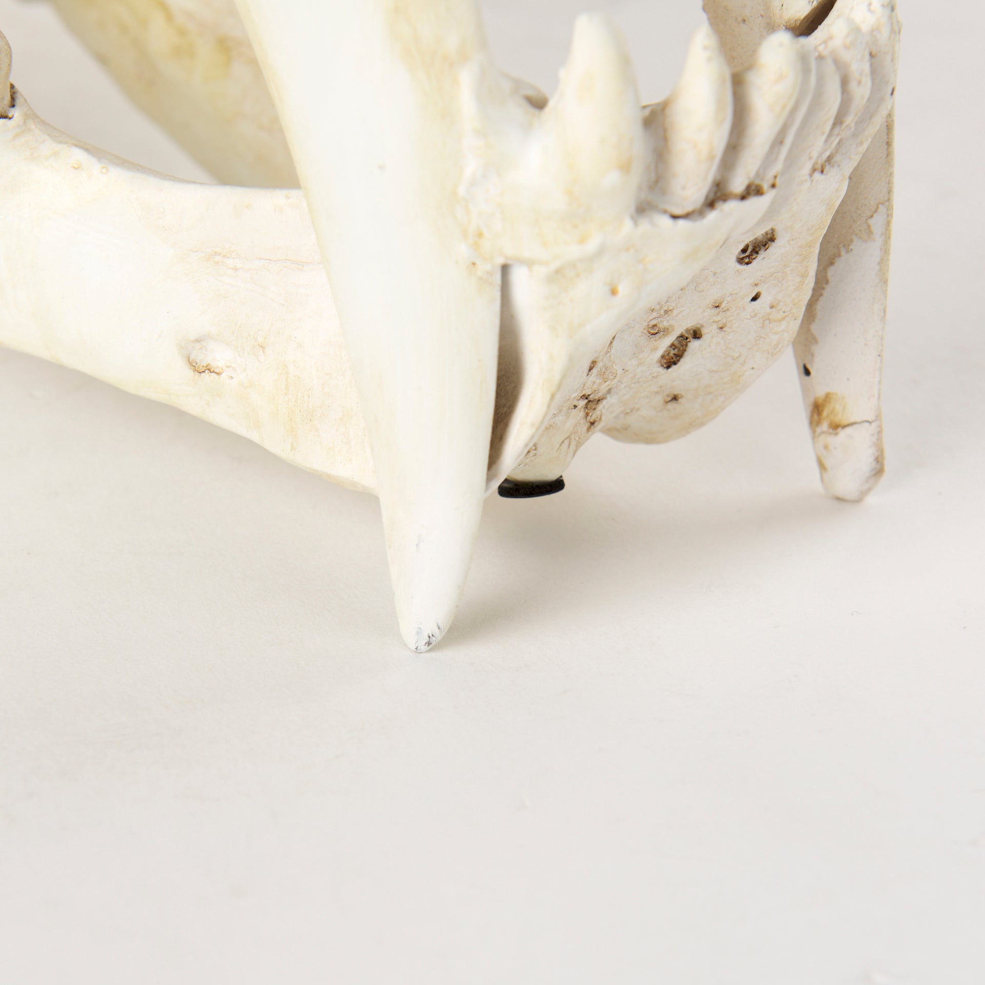 Fozzil 9L x 9W Resin Sabretooth Skull Replica